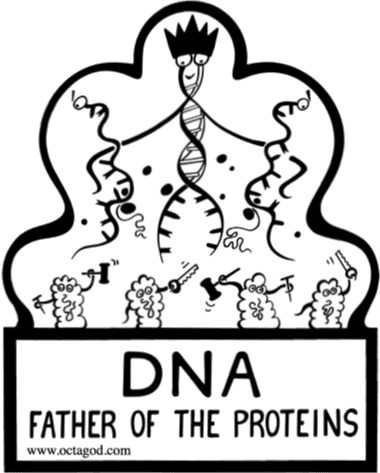 DNA makes RNA. RNA makes proteins. And a symbol for The Big Bang