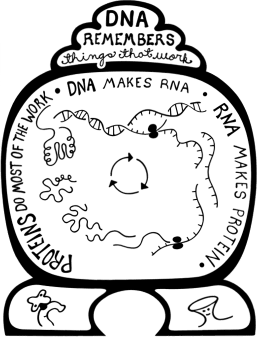 DNA makes itself. Life comes from cooperating molecules. And a symbol for The Big Bang